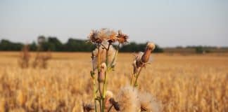 Kabinet wil grond sneller en goedkoper ontwikkelen