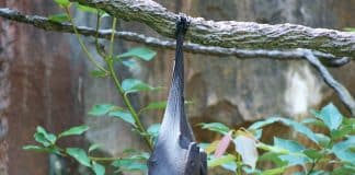 vleermuizen spouwmuur